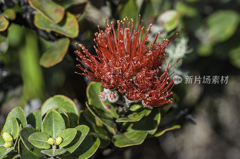 ʻōhiʻa lehua, Metrosideros多态性，是一种开花的常青树在桃金娘科，桃金娘科，这是地方性的夏威夷六个最大的岛屿ʻi。夏威夷当地的许多传统把它形成的树和森林称为s